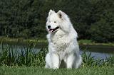 SAMOYEDE 007